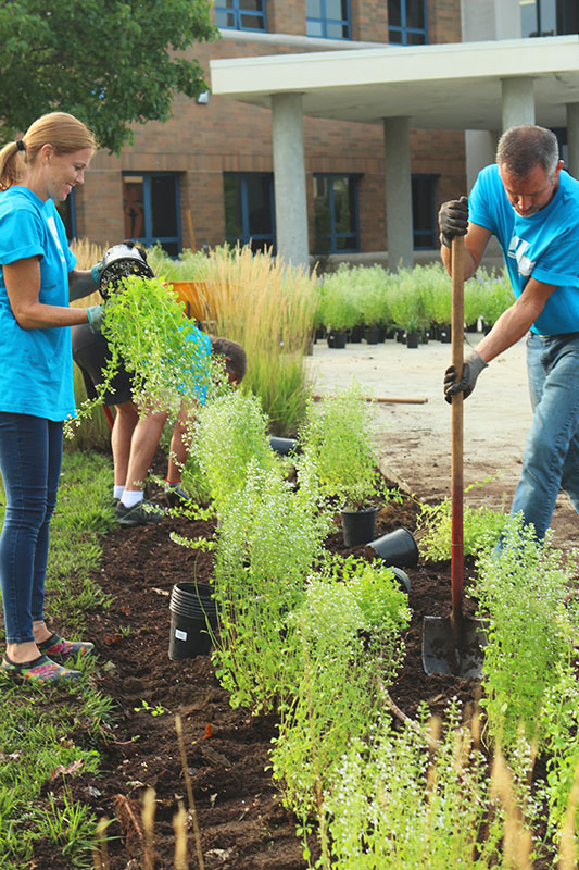 align plants in a row for good landscape