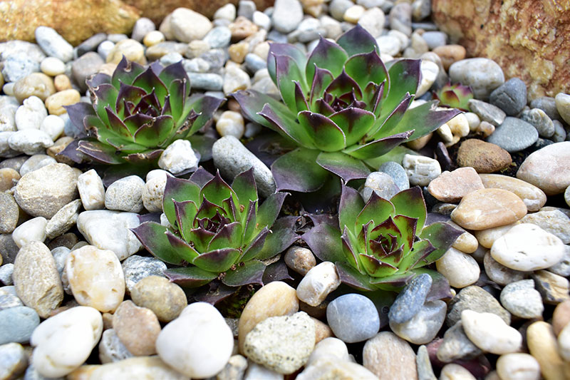 use gravel and beach pebbles for good looking landscape