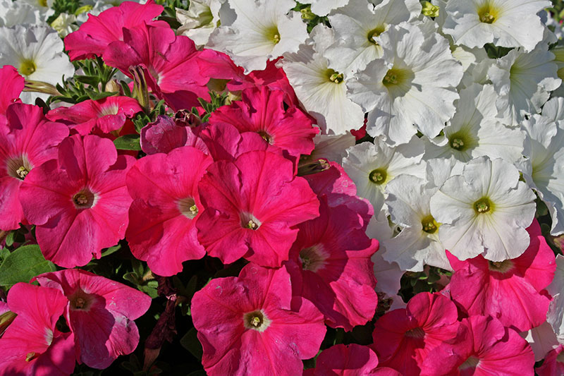 use contrast color in your garden like petunias  