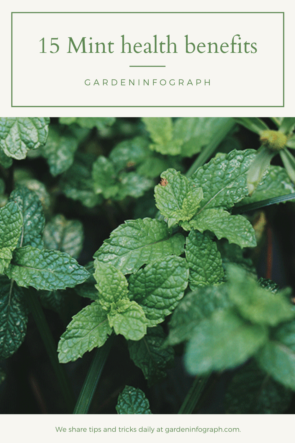 15 Mint health benefits | Peppermint