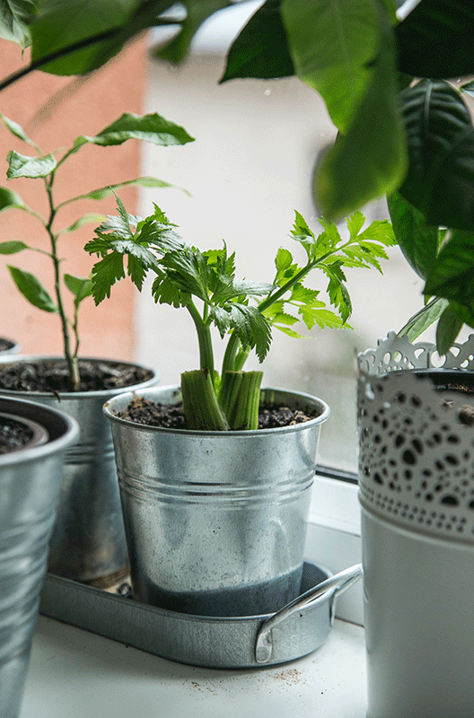 celery plant