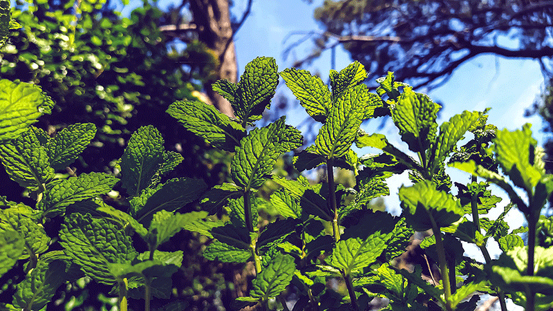 benefits of mint