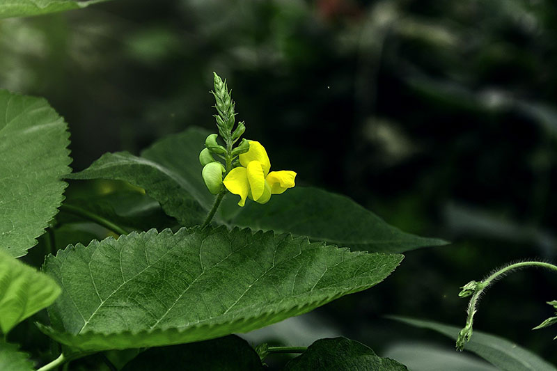 mung beans plant