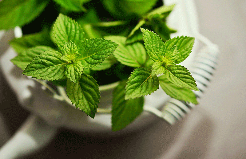 mint health benefits