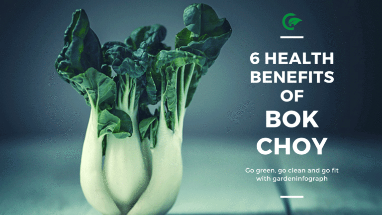 6 Health Benefits Of Bok Choy Garden Infograph 