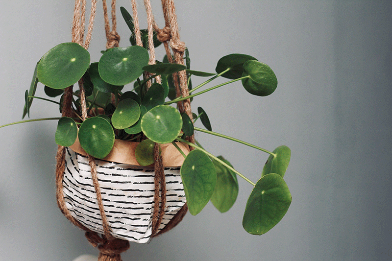 String of nickels hanging plant