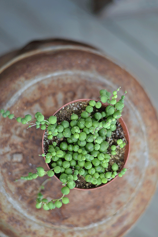 Strings of pearls