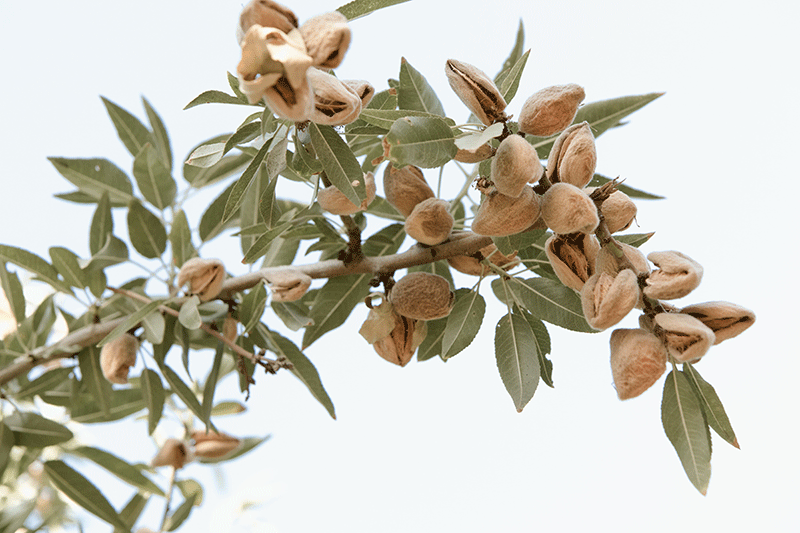 almonds tree