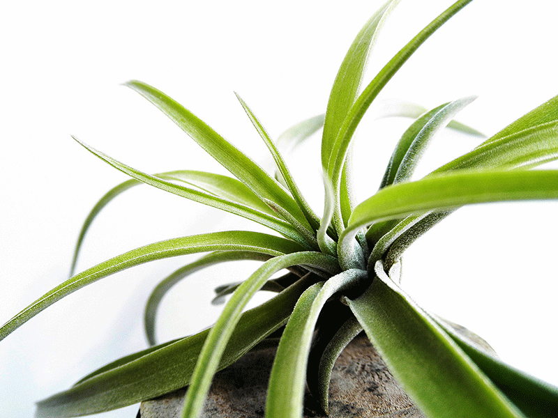 Air plant