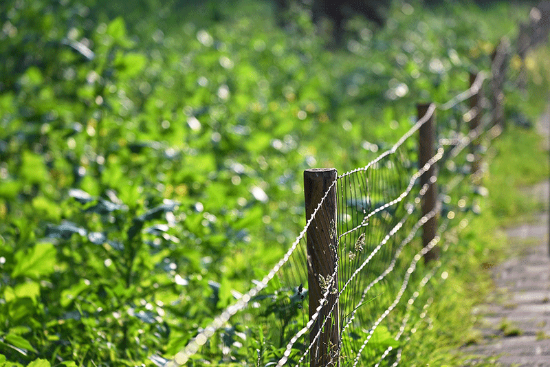 wood and wire fence