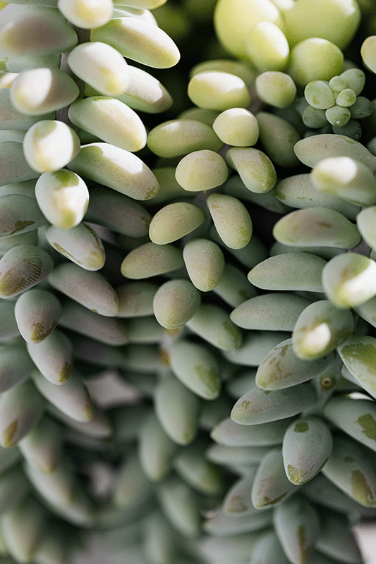 Burro's tail