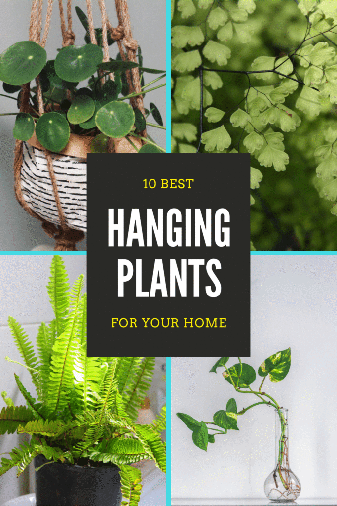 hanging plants