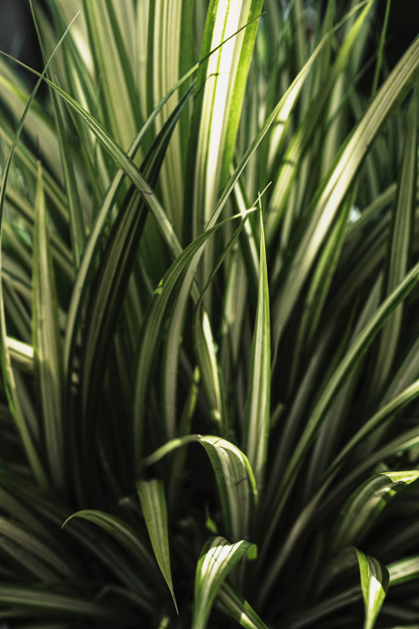 Spider plant