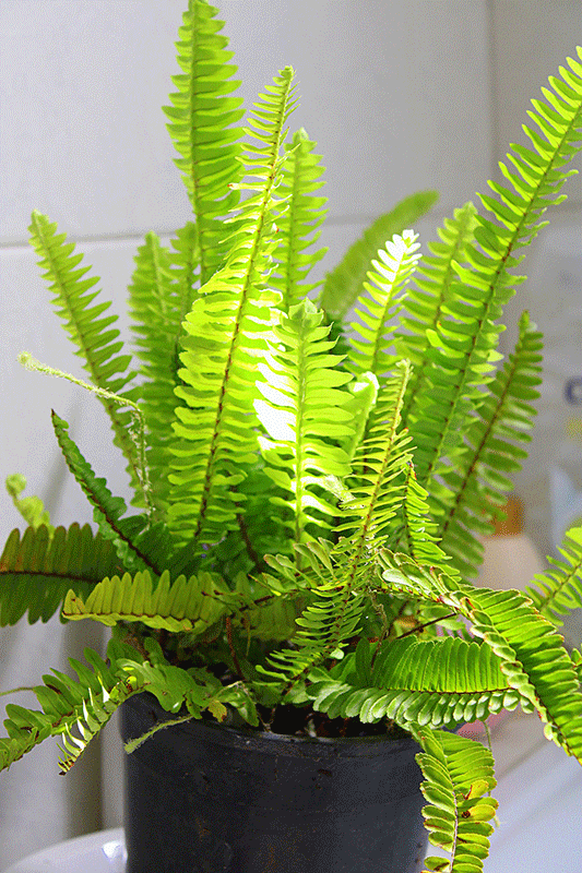 Boston fern 