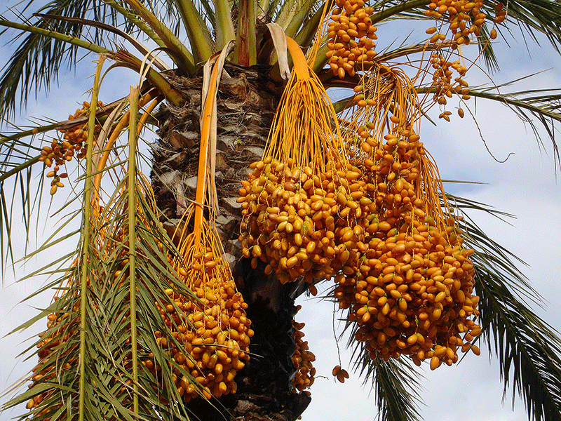 dates plant