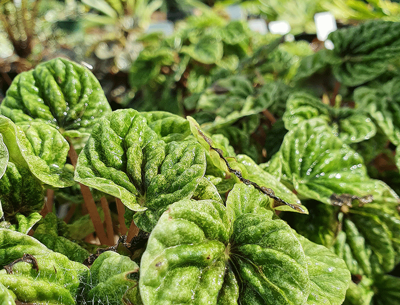 Ripple peperomia