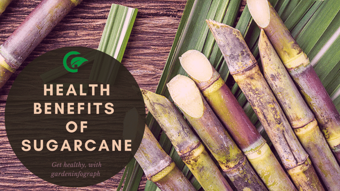 16 Health benefits of sugarcane (ganna)