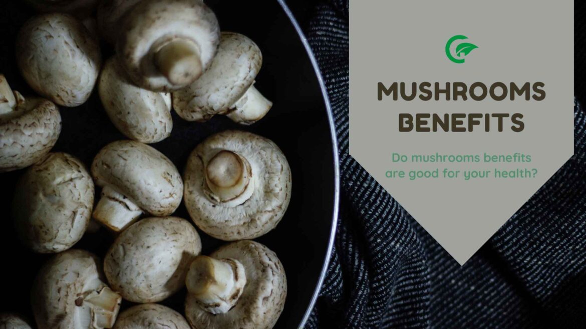 Do mushrooms benefits are good for your health?