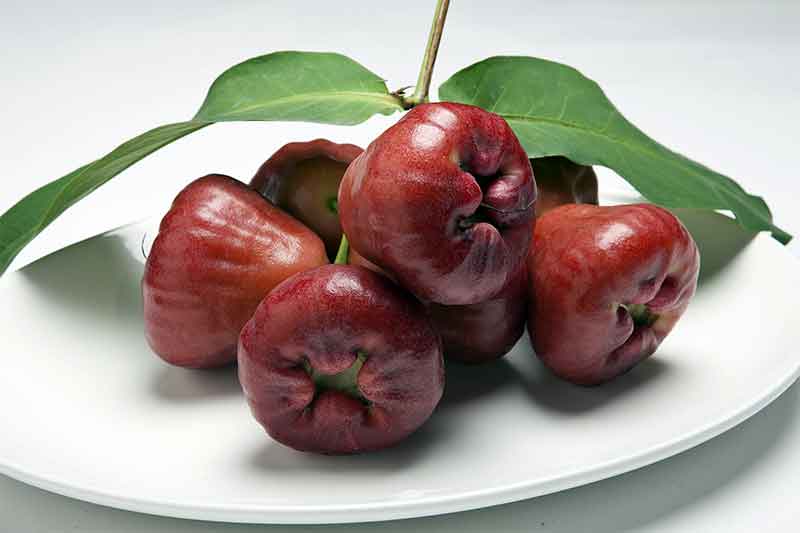 rose apple