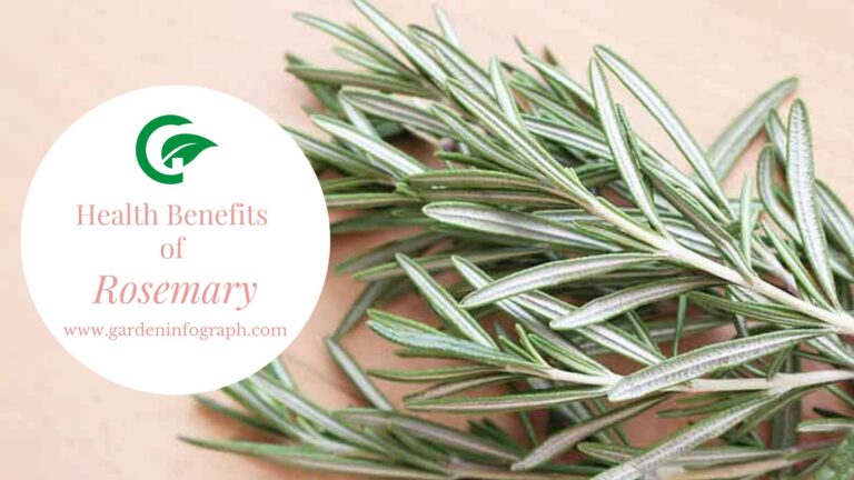 Rosemary: Health benefits and Side effects - Garden infograph