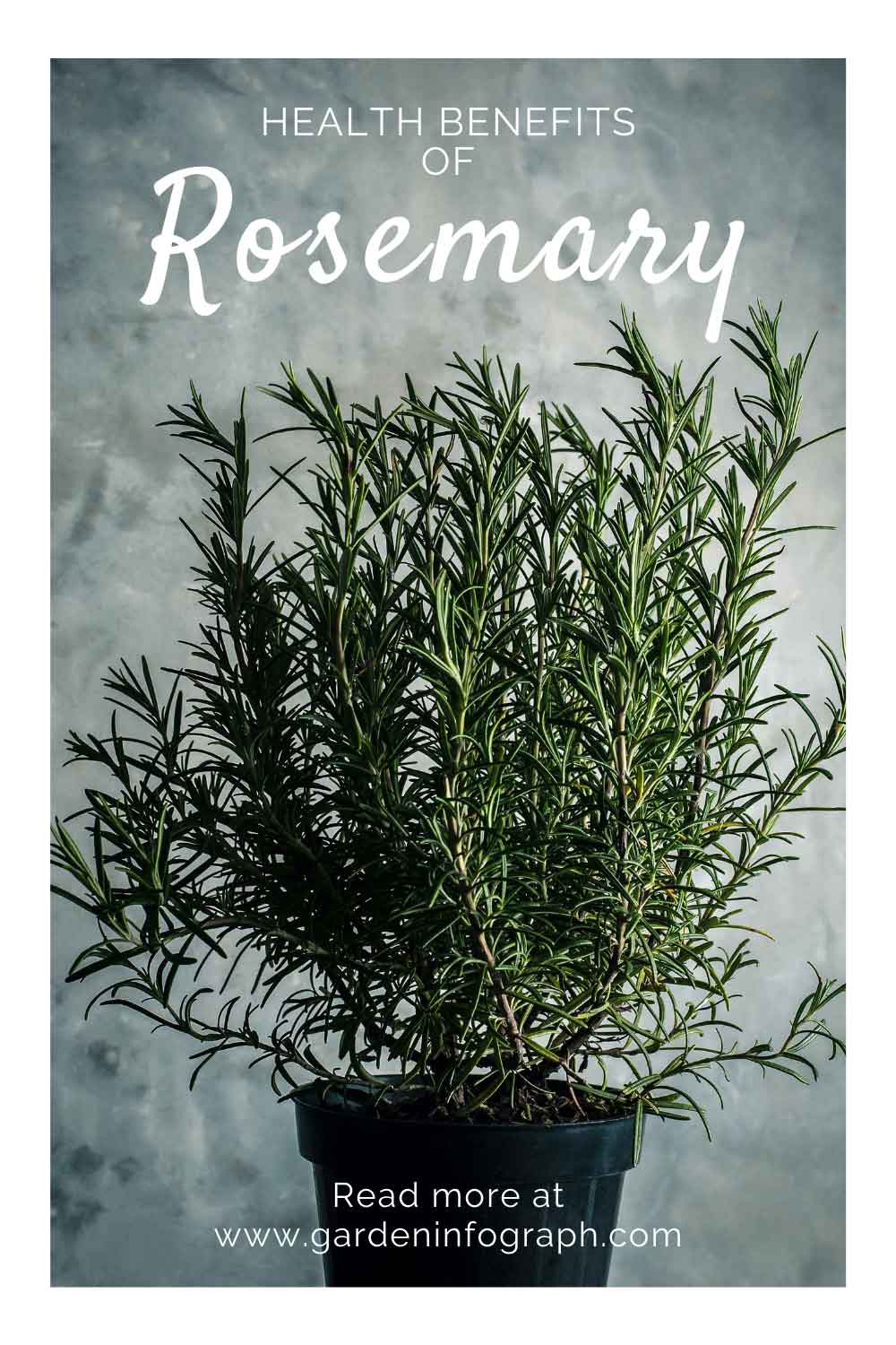 rosemary benefits