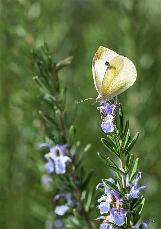 rosemary herb