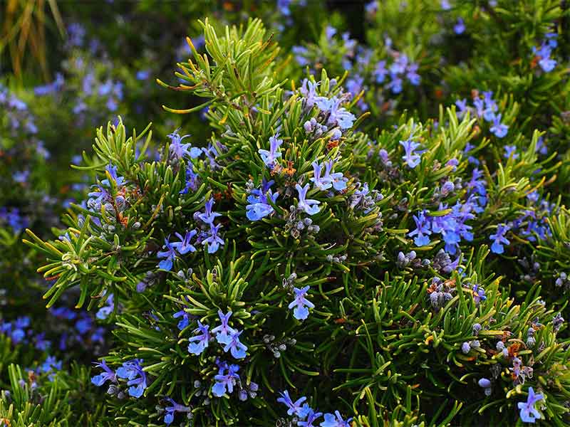 rosemary oil