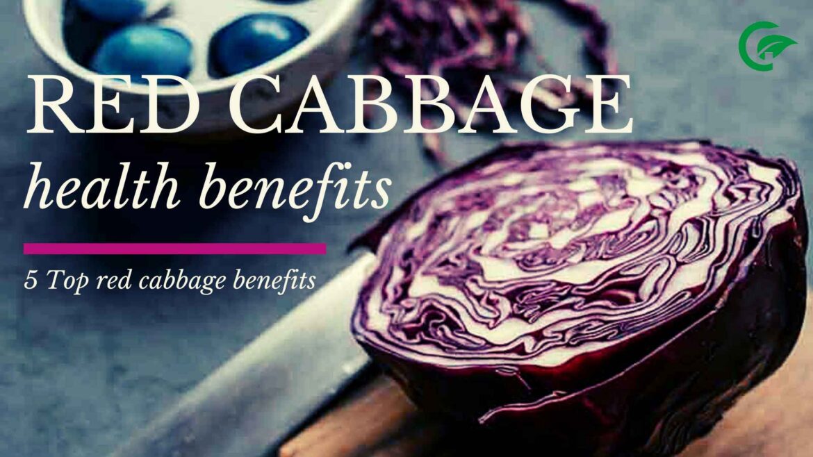 5 Top red cabbage benefits | Health benefits of Purple cabbage