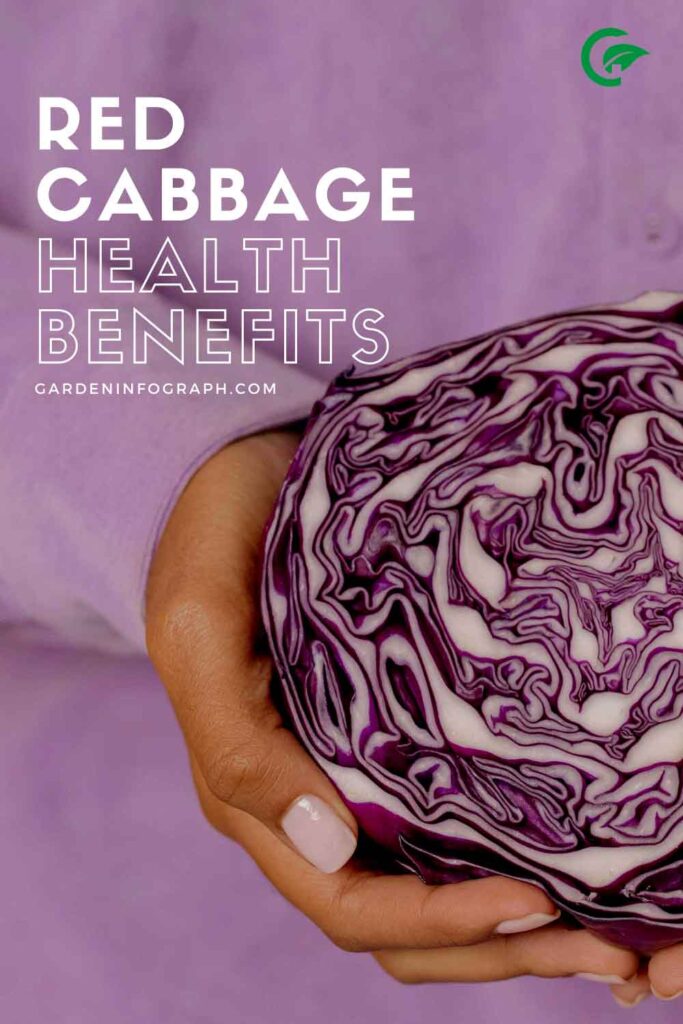 red cabbage health benefits | red cabbage nutrition