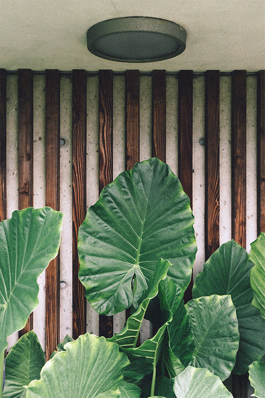 taro plant