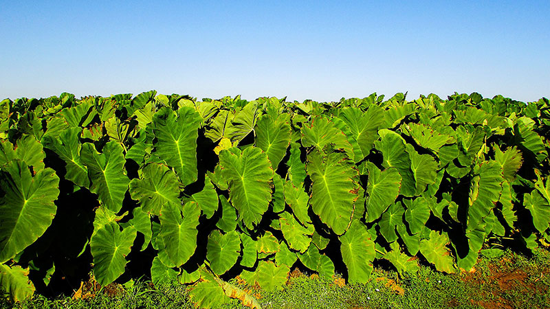 taro plant benefits