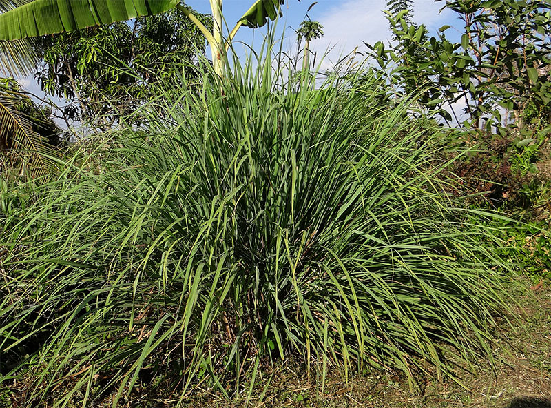 lemongrass plant